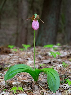 Pink Lady's Slipper Orchid