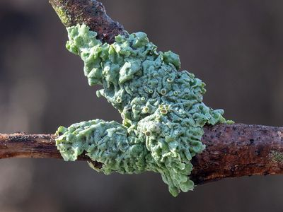 Hoary Rosette Lichen