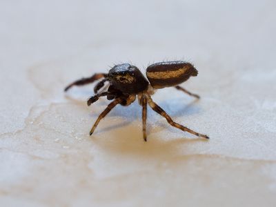 Bronze Jumper Spider