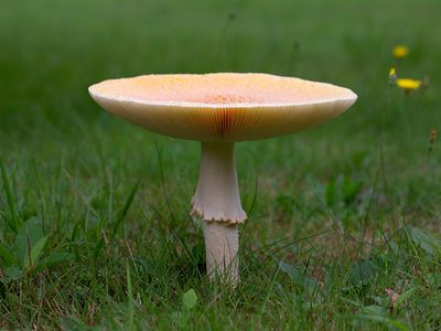 Yellow-orange Fly Agaric