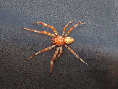 Male Marbled Orbweaver Spider