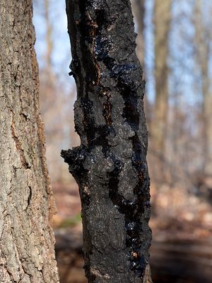 Twig Blight Fungus on Red Maple Tree