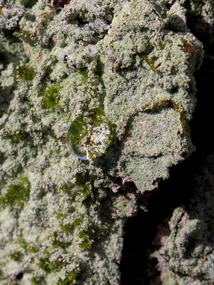 Fluffy Dust Lichen
