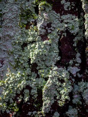 Fluffy Dust Lichen