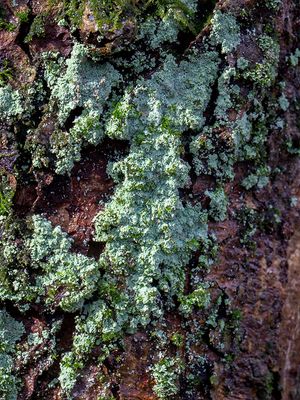 Fluffy Dust Lichen