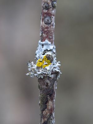 Hooded Rosette Lichen and Candleflame Lichen