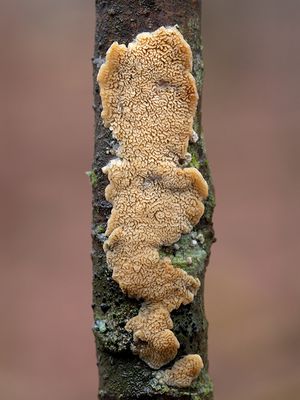 Milk-white Toothed Polypore Fungus