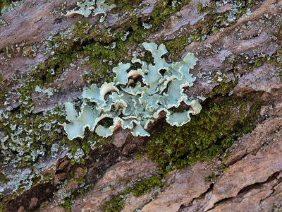 Yellow Ribbon Lichen and Mealy Rosette Lichen