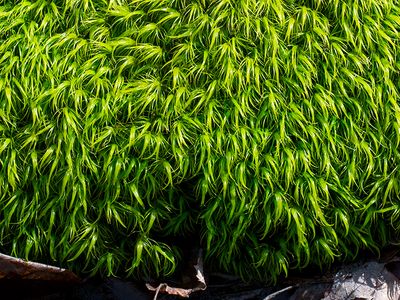 Windswept Broom Moss