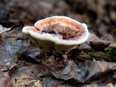 Ridged Tooth Mushroom