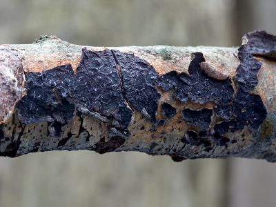 White-rot Fungus