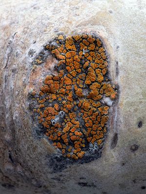 Orange Dimple Lichen