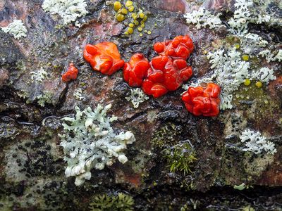 Red Tree Brain Fungus and Lichens