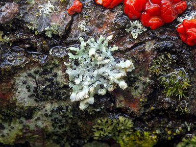 Hooded Rosette Lichen