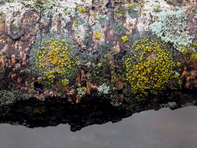 Orange Dimple Lichen and Star Rosette Lichen