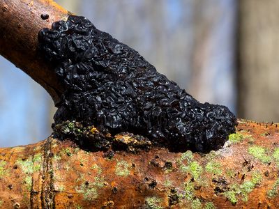 Black Jelly Roll Fungus