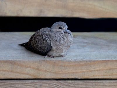 Mourning Dove Baby