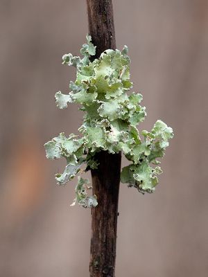 Powdered Ruffle Lichen