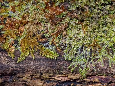 Oil Spill Moss and Variable-leaved Crestwort Liverwort