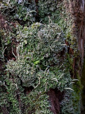 Common Powderhorn Lichen