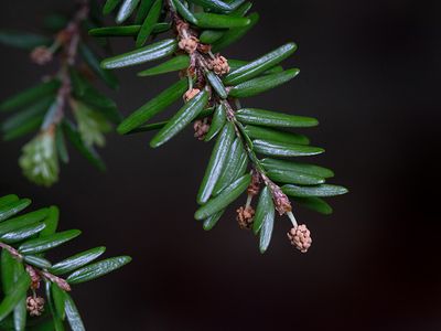 Eastern Hemlock Tree Male Flowers