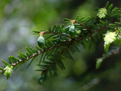 Eastern Hemlock Tree Female Flowers