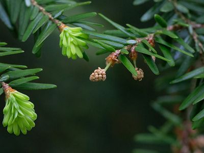 Eastern Hemlock Tree Male Flowers