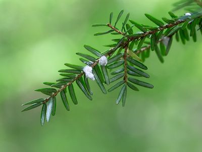 Hemlock Woolly Adelgid