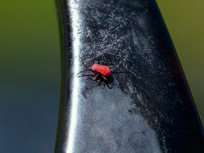 Unidentified Red Nymph