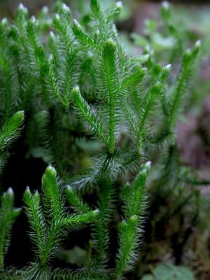Wolf's Claw Clubmoss
