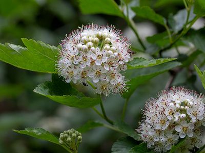 Common Ninebark