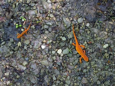 Red Efts