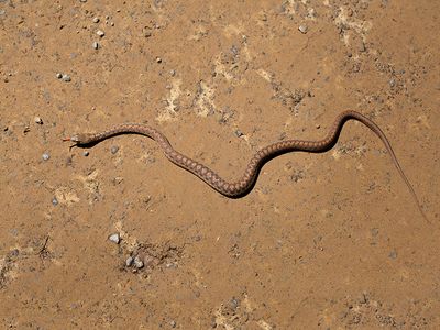 Eastern Garter Snake