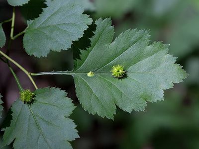 Gall on Hawthorn Tree