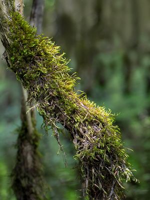 Awned Dichelyma Moss