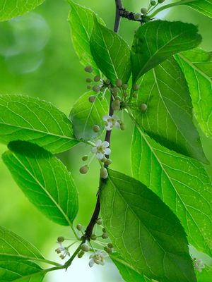 Mountain Winterberry Tree