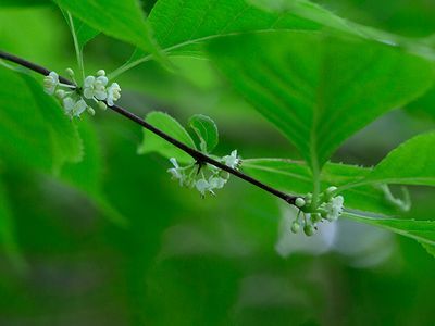 Mountain Winterberry Tree