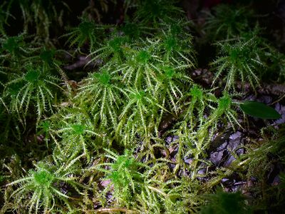 Spiky Peat Moss