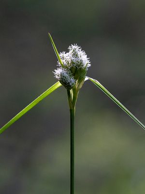 Tawny Cotton Grass