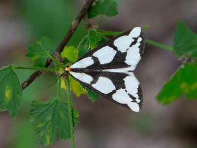 Leconte's Haploa Moth