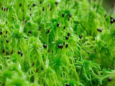 Fringed Peat Moss