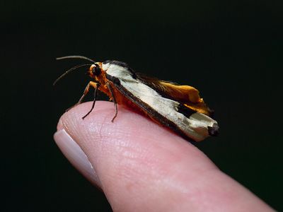 Clymene Moth