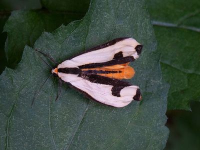 Clymene Moth