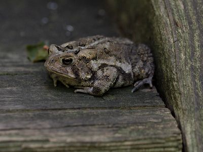 Eastern American Toad