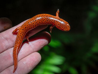 Northern Red Salamander