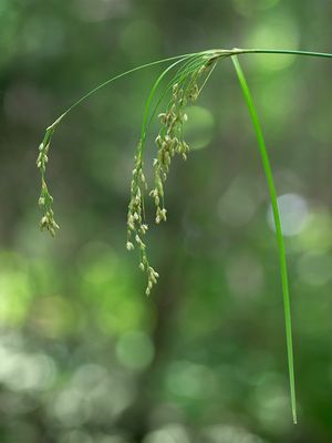 Stalked Bulrush