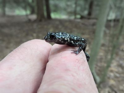 Northern Slimy Salamander on My Hand