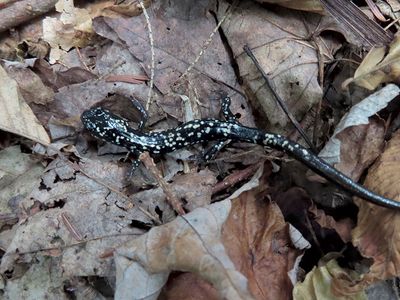 Northern Slimy Salamander