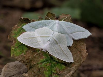 Pale Beauty Moths
