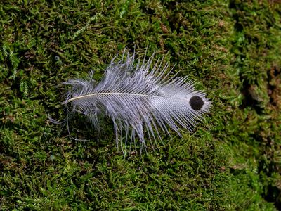 Northern Flicker Feather
